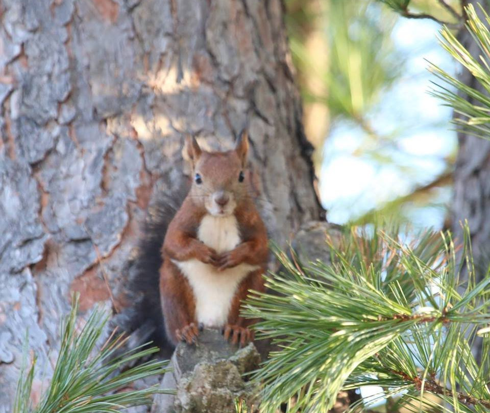Tokachiyado Denen主图