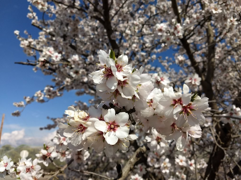 Blossom Trail景点图片