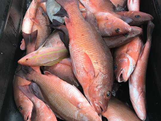 Hawgwild Fishing Charters-迈尔斯堡海滩必去景点