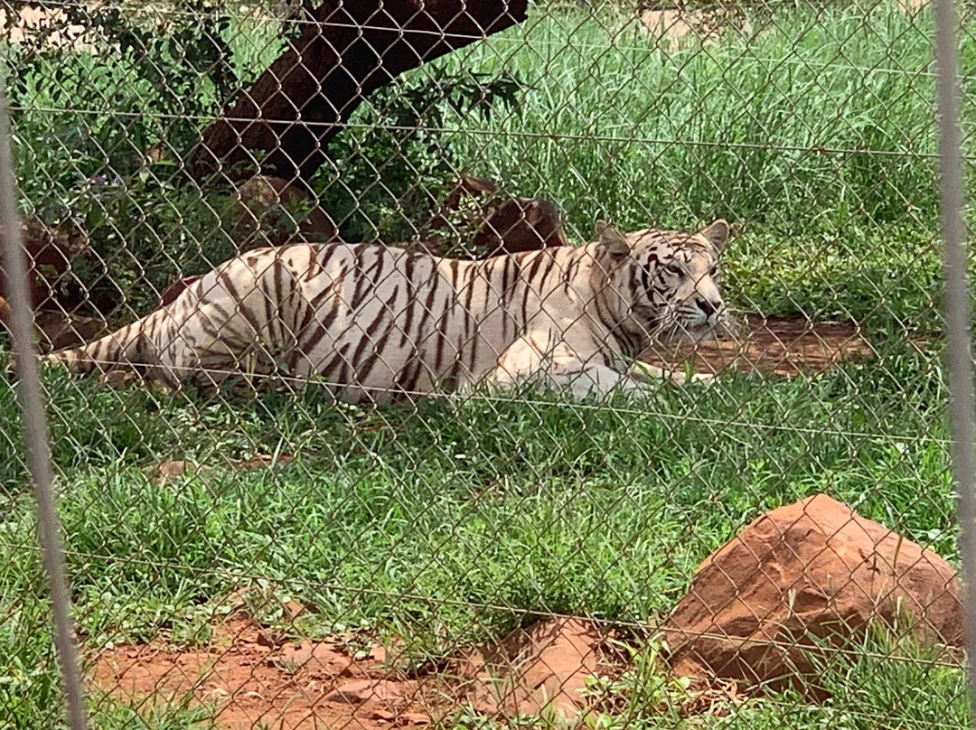 Akwaaba Predator Park景点图片