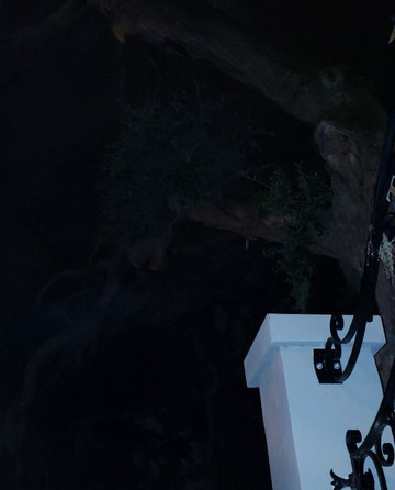 Afterlife Tours-圣奥古斯丁必去景点