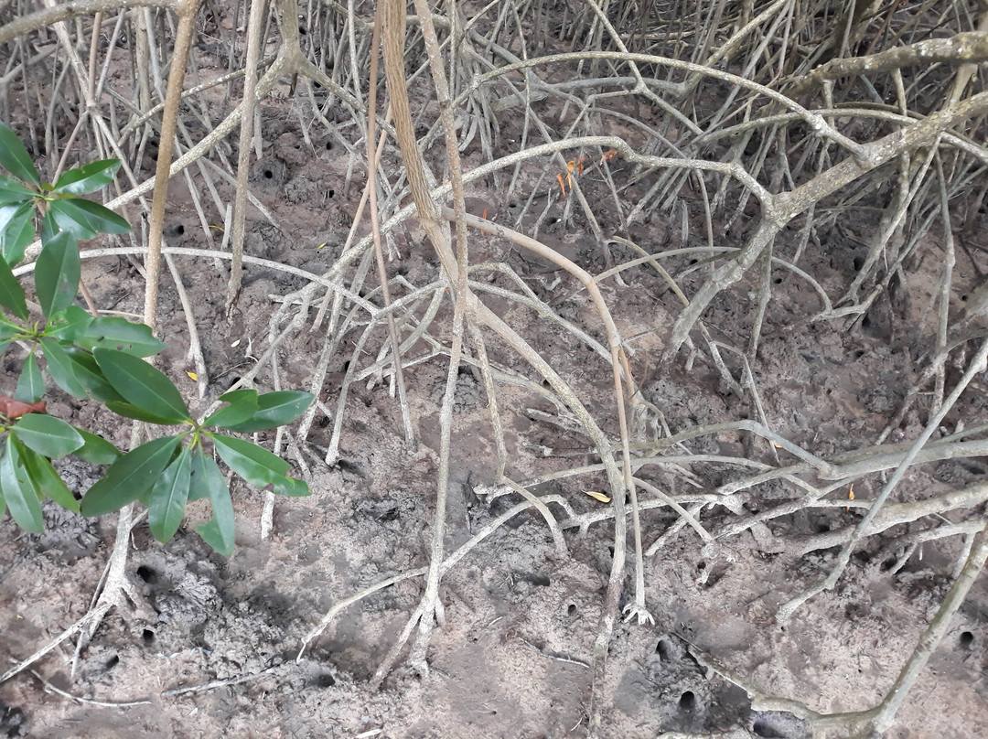 Barra Velha Beach-Ilha do Marajo必去景点