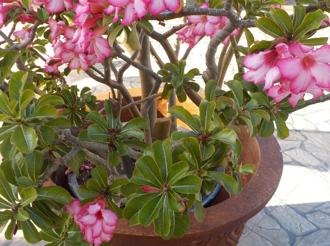 Ocean Pearl Resort主图