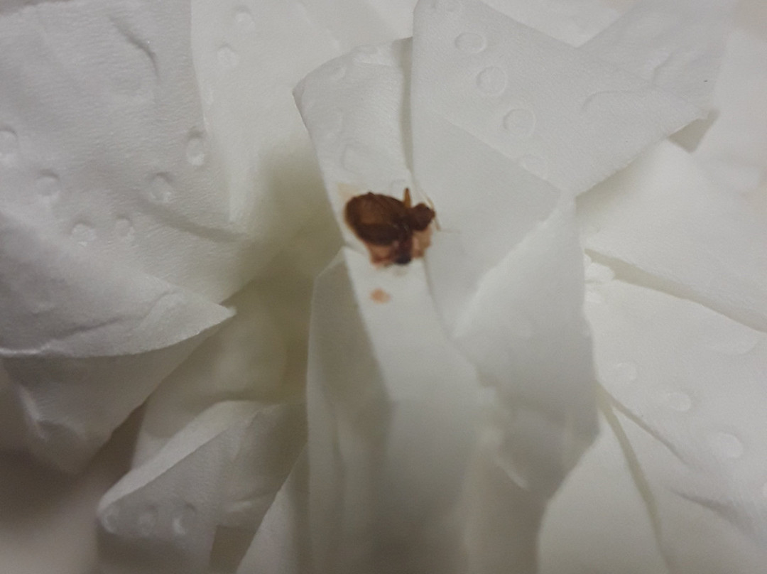 Super 8 by Wyndham Augusta主图