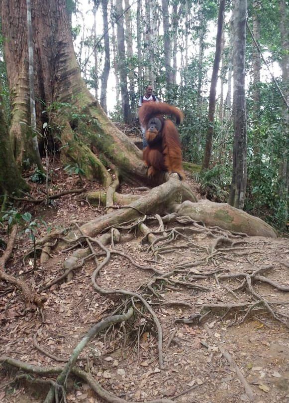 Sumatra Tour & Travel-武吉拉旺必去景点