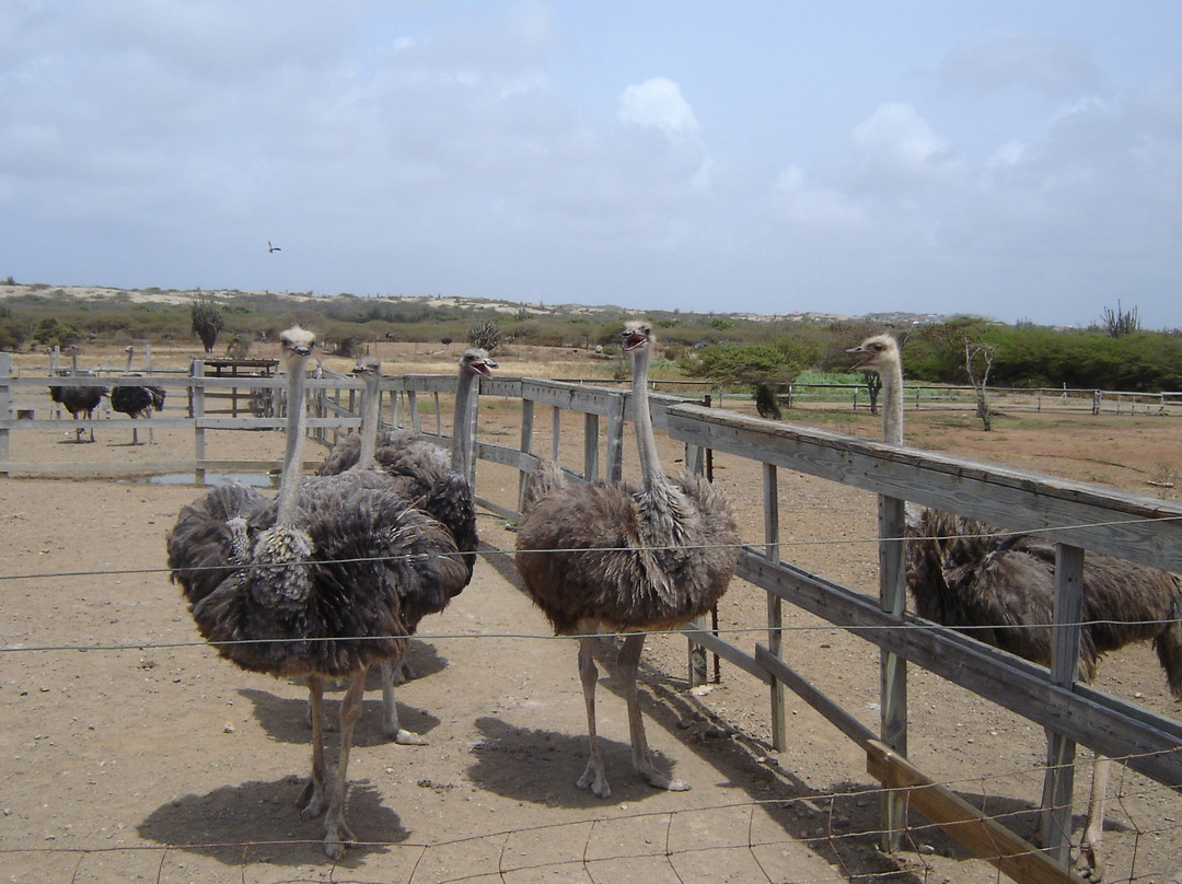 Curacao Ostrich Farm景点图片