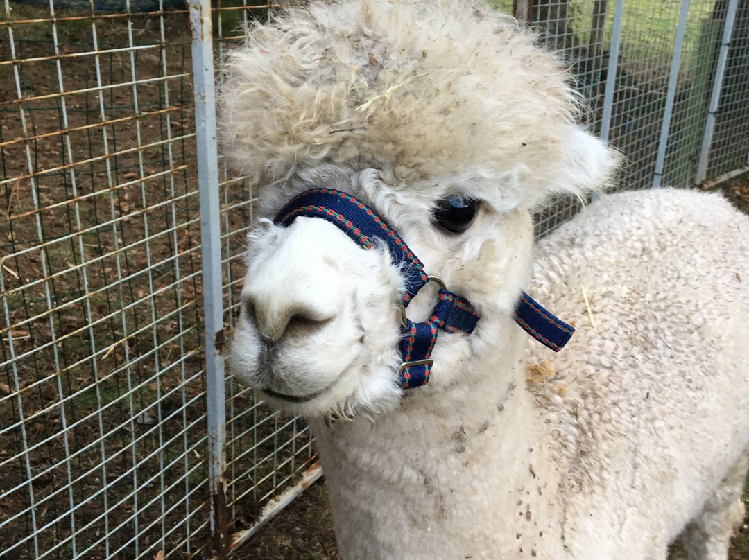 David’s Hill Alpacas-Arbroath必去景点