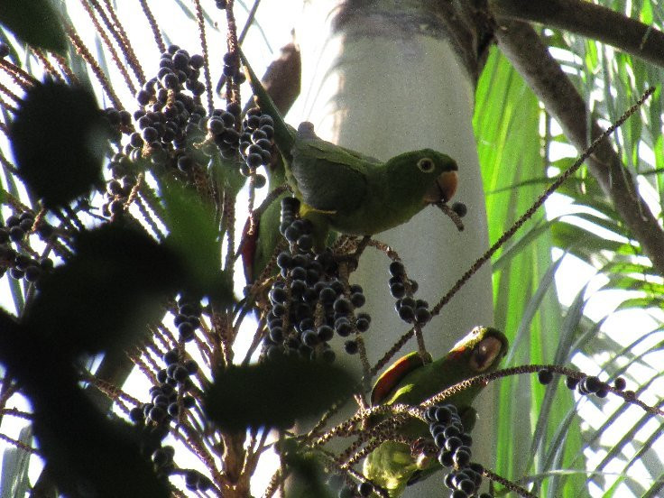 Madidi Jungle景点图片