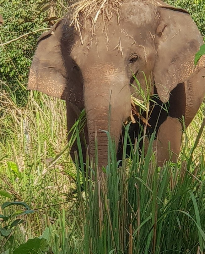 Elephant Keeper Maewang景点图片