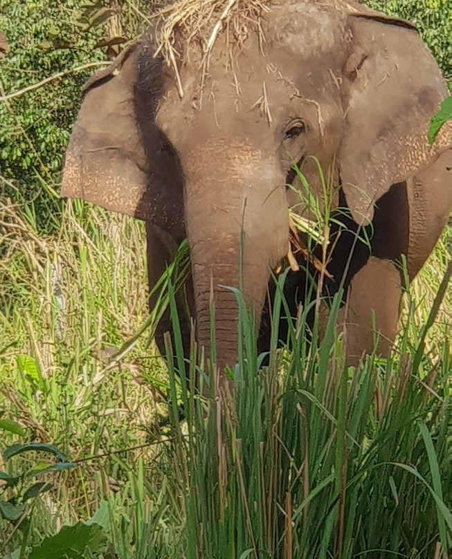 Elephant Keeper Maewang-清迈必去景点