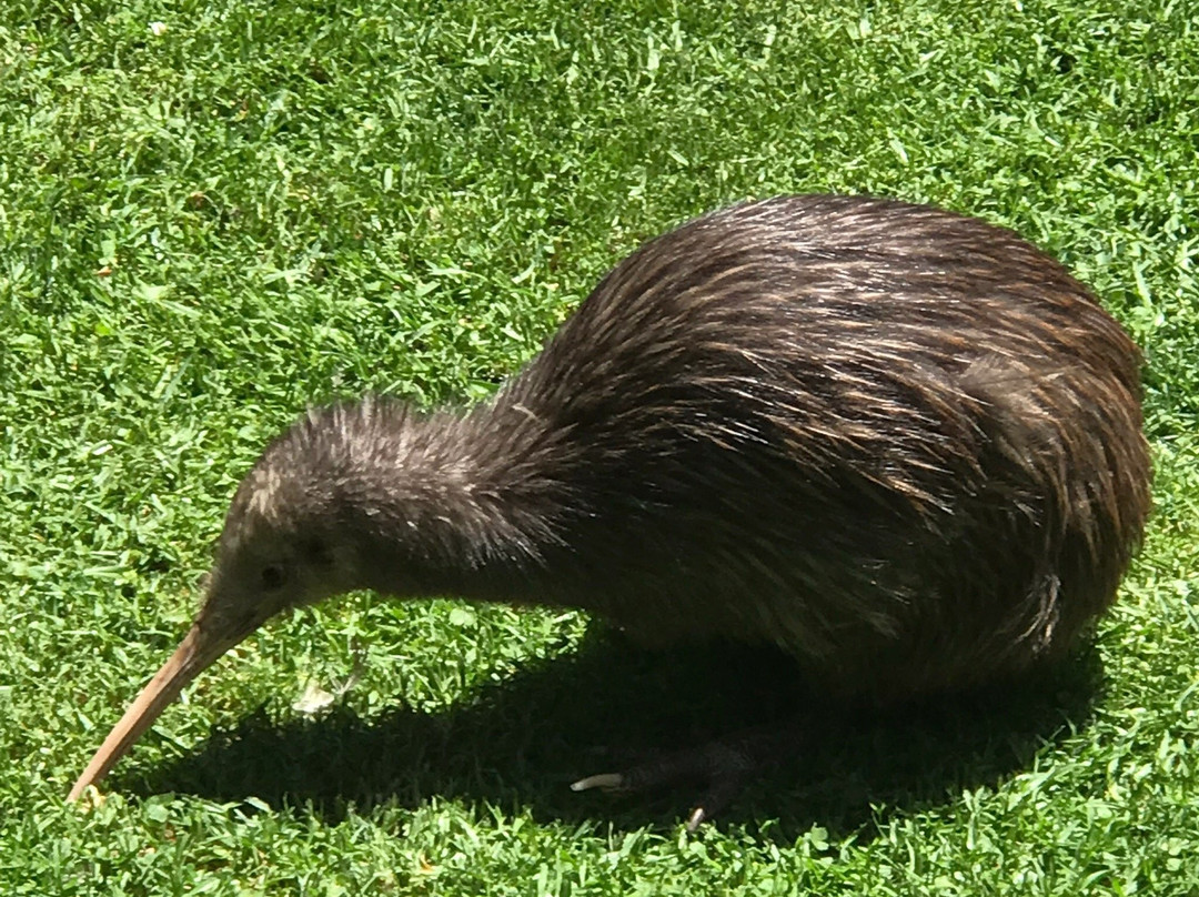 Whangarei Native Bird Recovery Centre景点图片