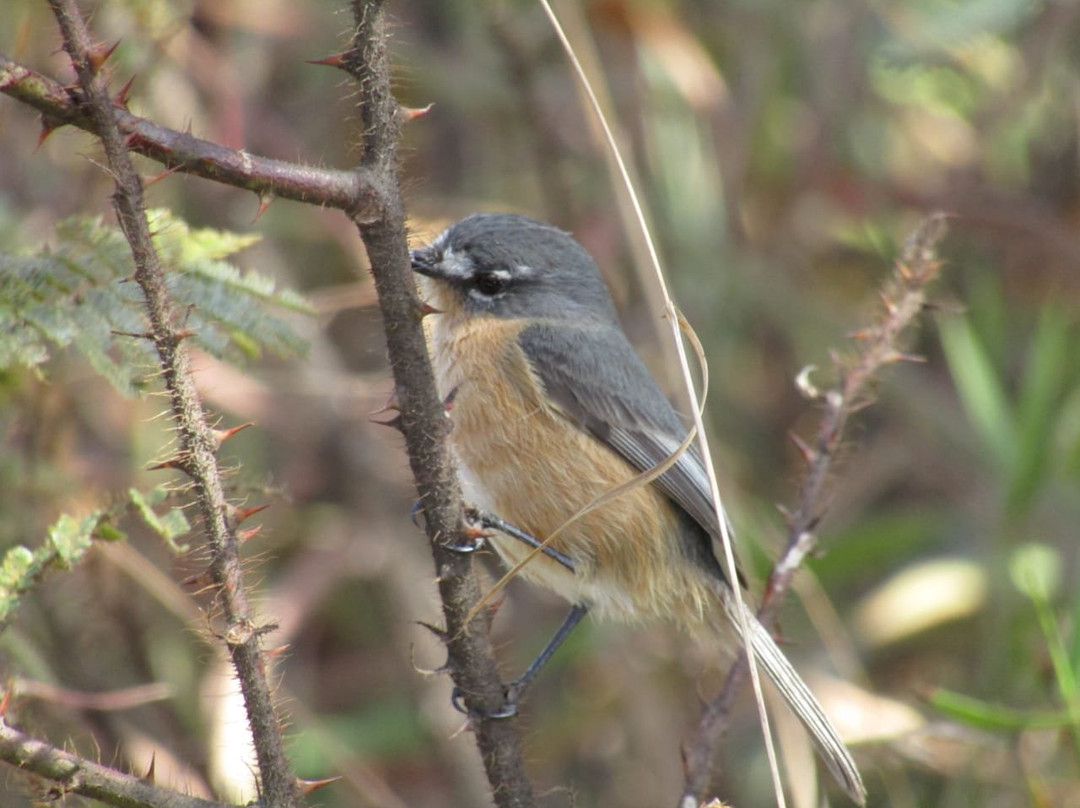Mandruva Passeios Ecotur-Capitolio必去景点