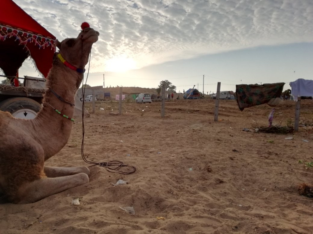 Dharma Camel Safari Pushkar景点图片