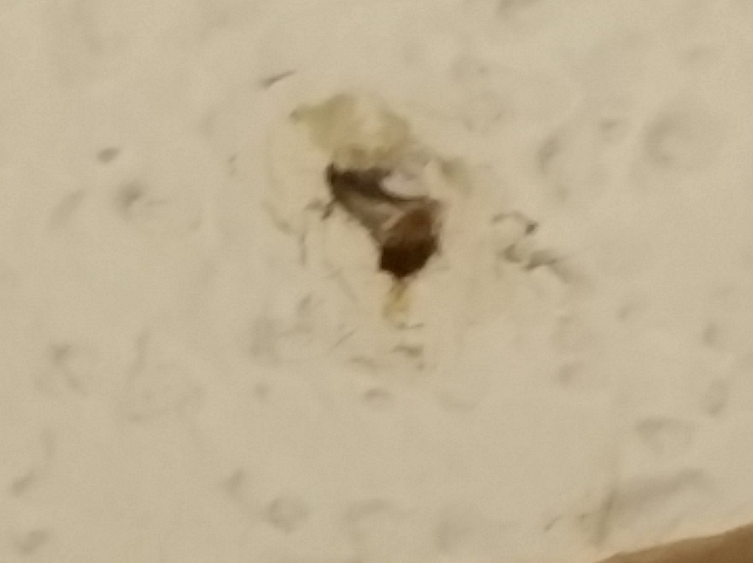 Microtel Inn & Suites by Wyndham Clear Lake主图