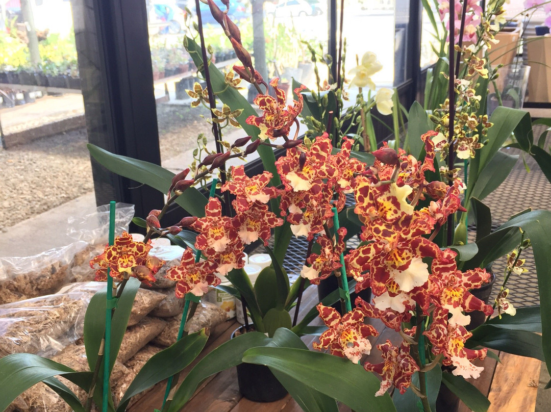 Marvellous Orchid景点图片