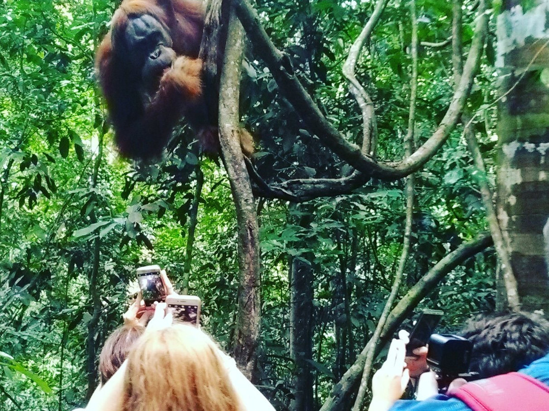 Trekking Bukit Lawang-武吉拉旺必去景点