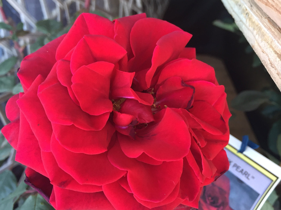 Brindabella Country Garden-Highfields必去景点