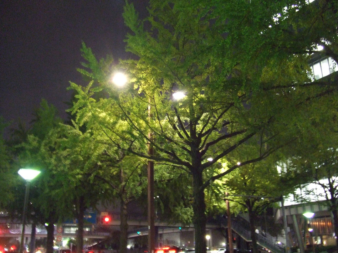Sakura Avenue Lined with Ginkgo Tree景点图片