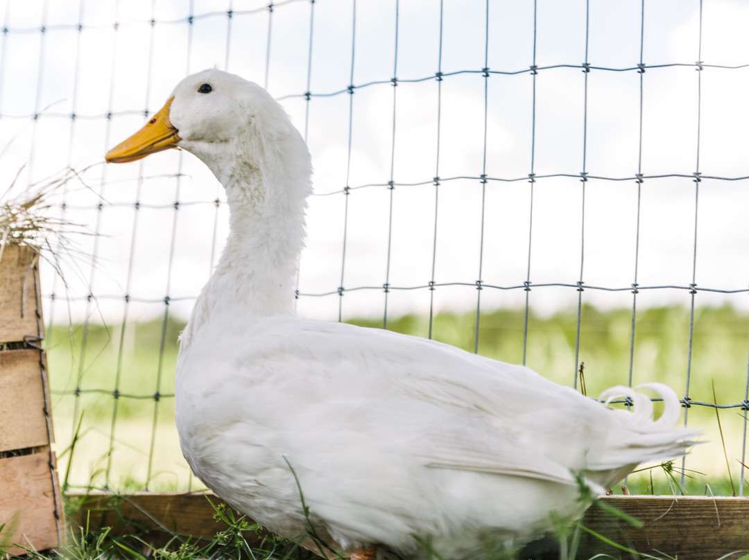 Amazing Grace Family Farms-Green Cove Springs必去景点