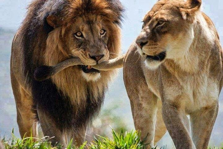 Matadi Africa And Travel Tours-Century City必去景点