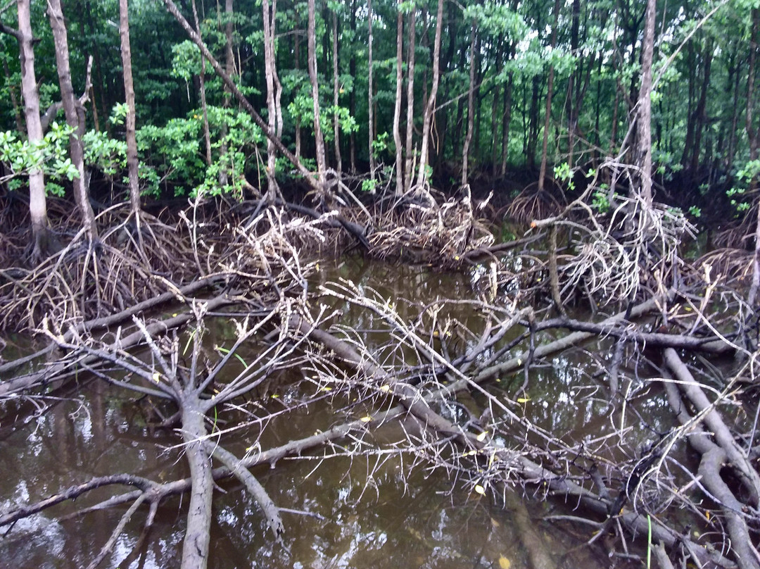 Mangrove Reserve Forest Area BSD景点图片