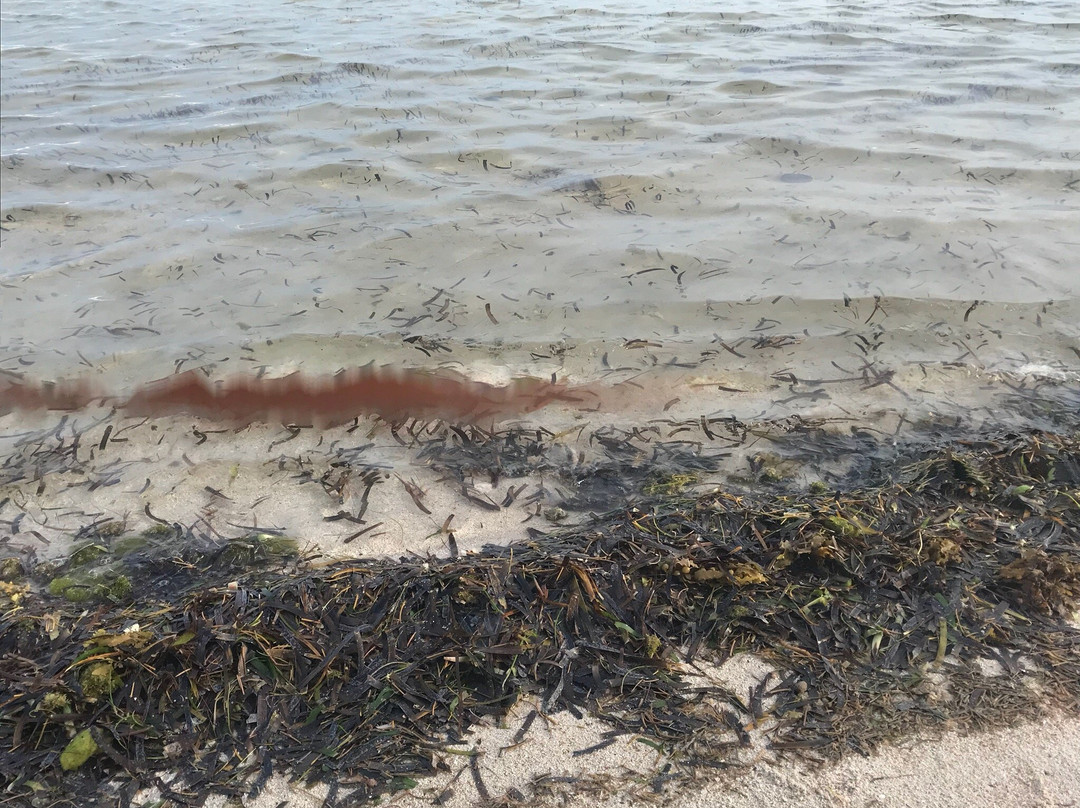 Calypso Resort主图