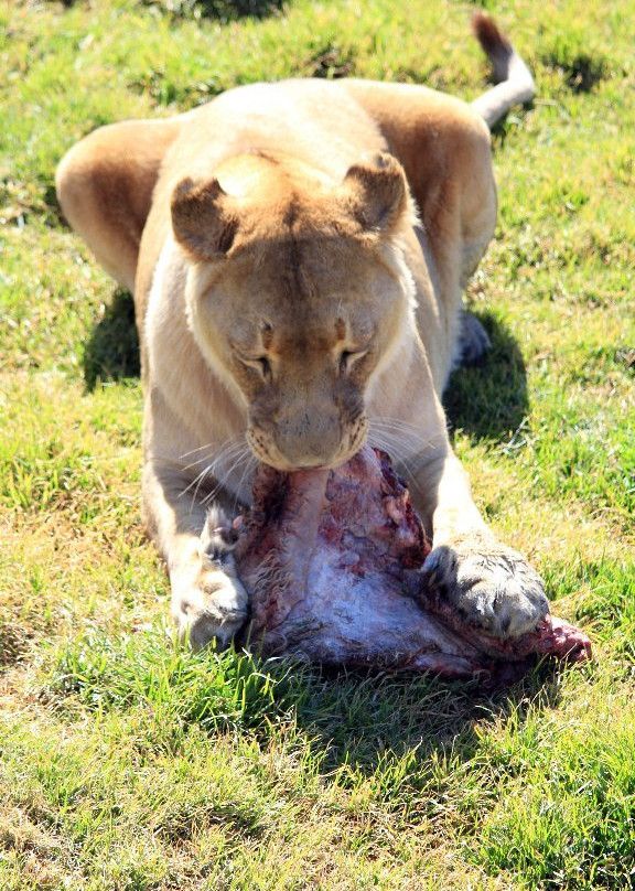 LIONSROCK Big Cat Sanctuary景点图片