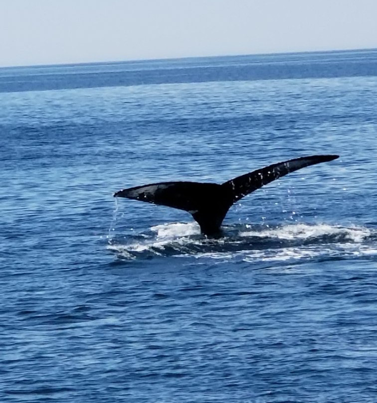 Newburyport Whale Watch景点图片