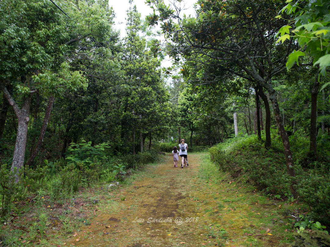 Reserva Florestal de Recreio do Pinhal da Paz景点图片