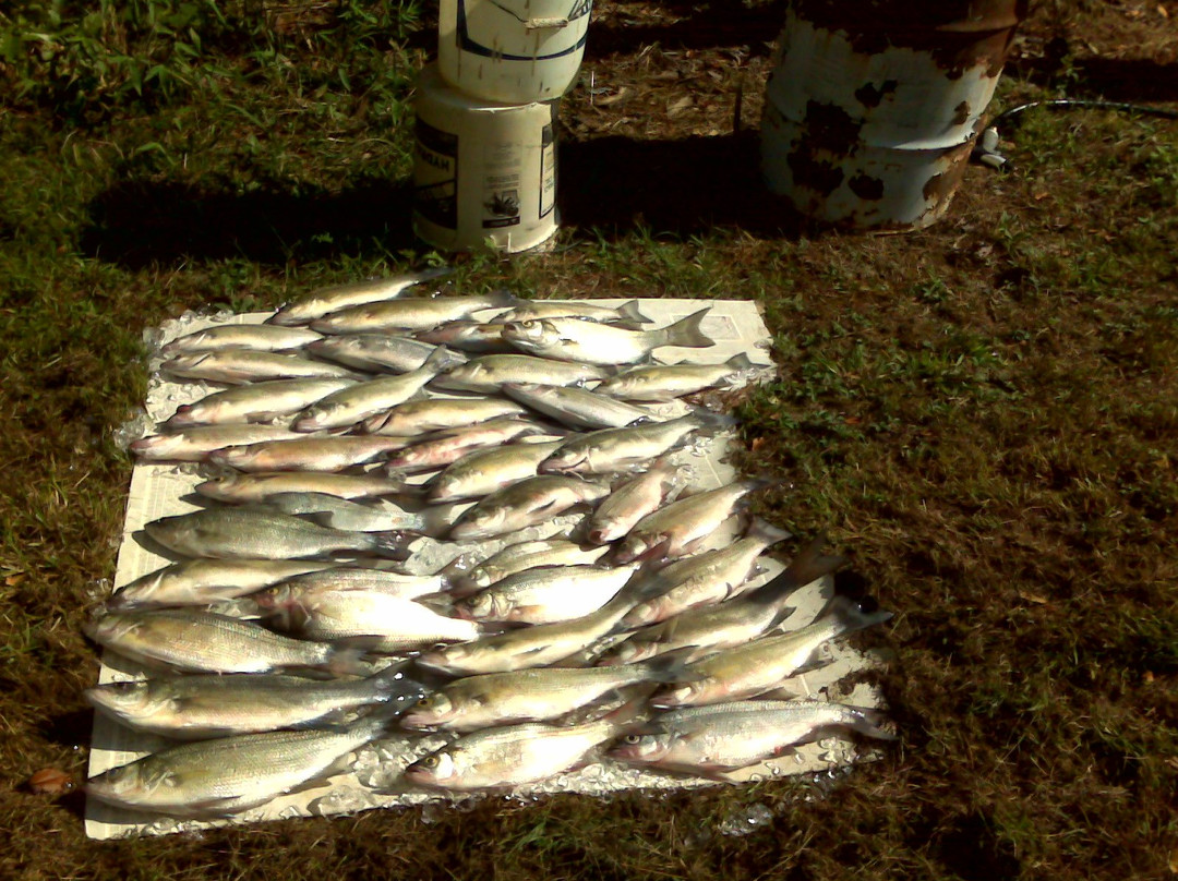 Tommy Cauley: Fishing Guide Service Greers Ferry Lake景点图片