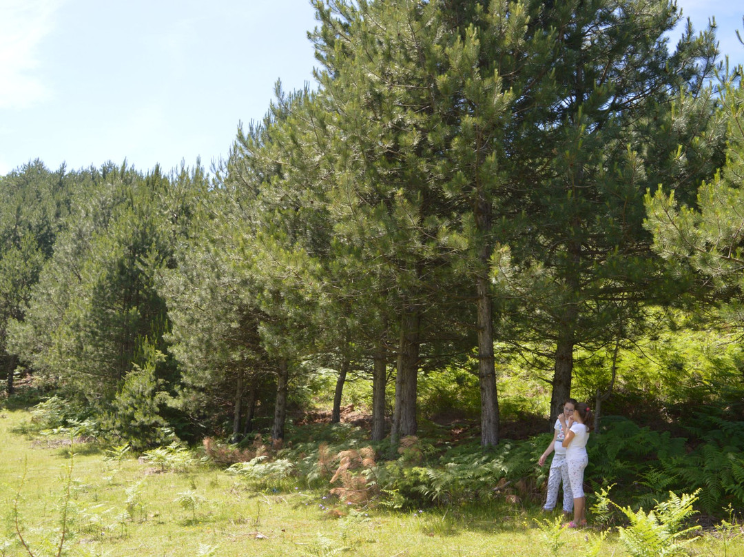 Sofra e Shpatit主图