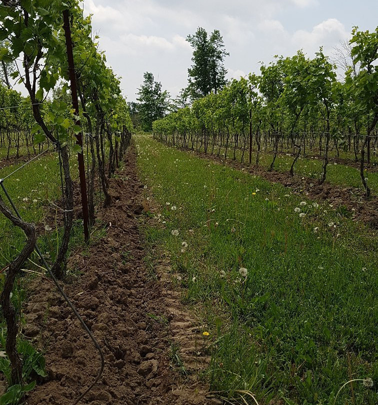 Gallucci Winery景点图片