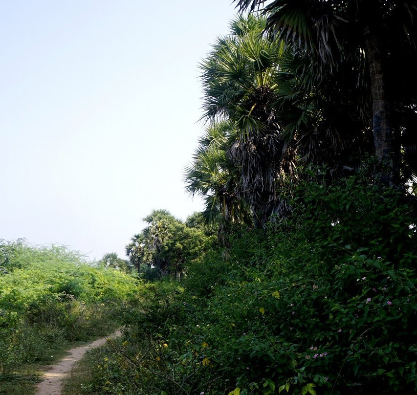 Arikamedu Archaeological Site景点图片