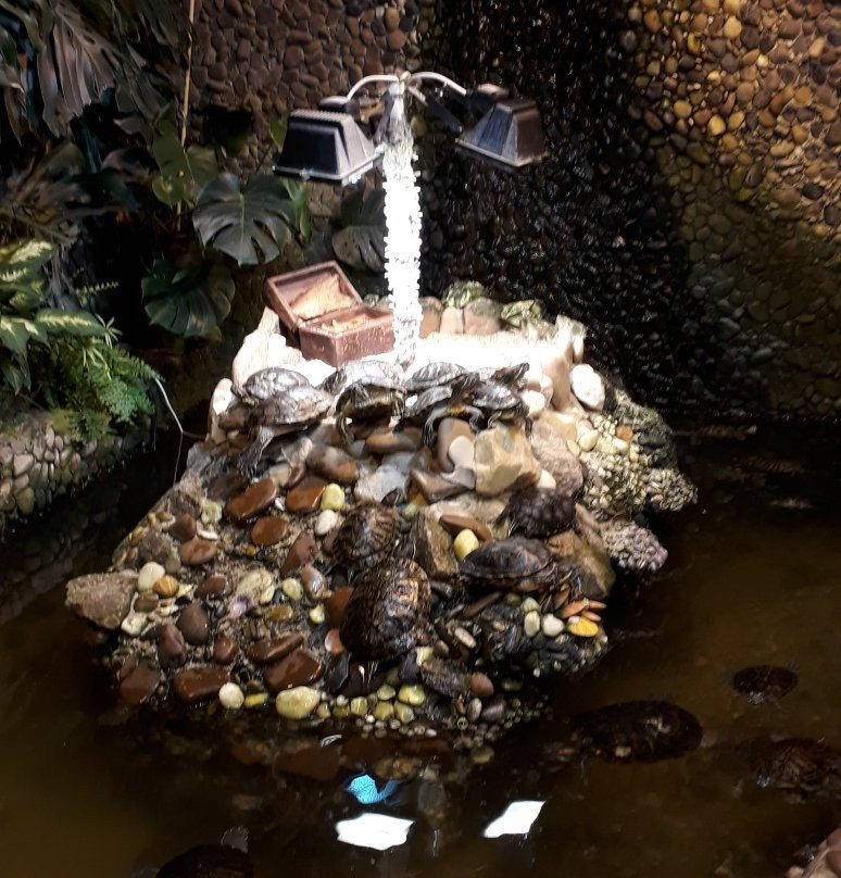 Tropical Butterflies Garden Mindo景点图片