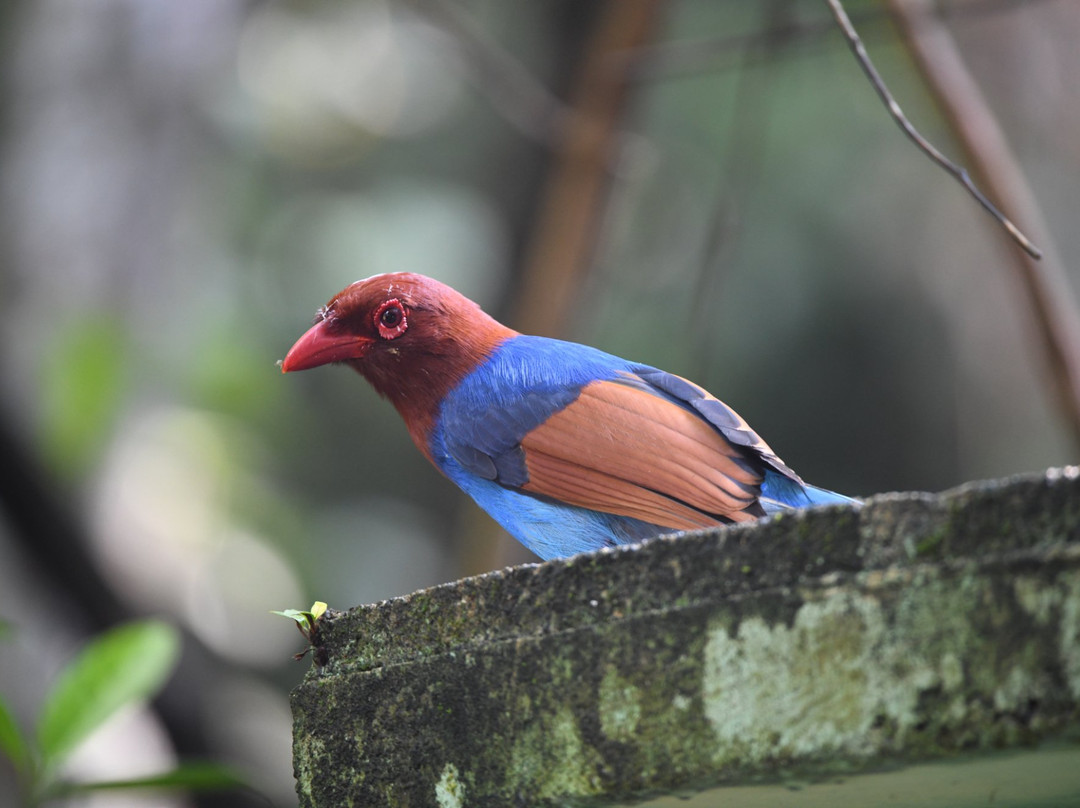 Birds Paradise Hotel主图