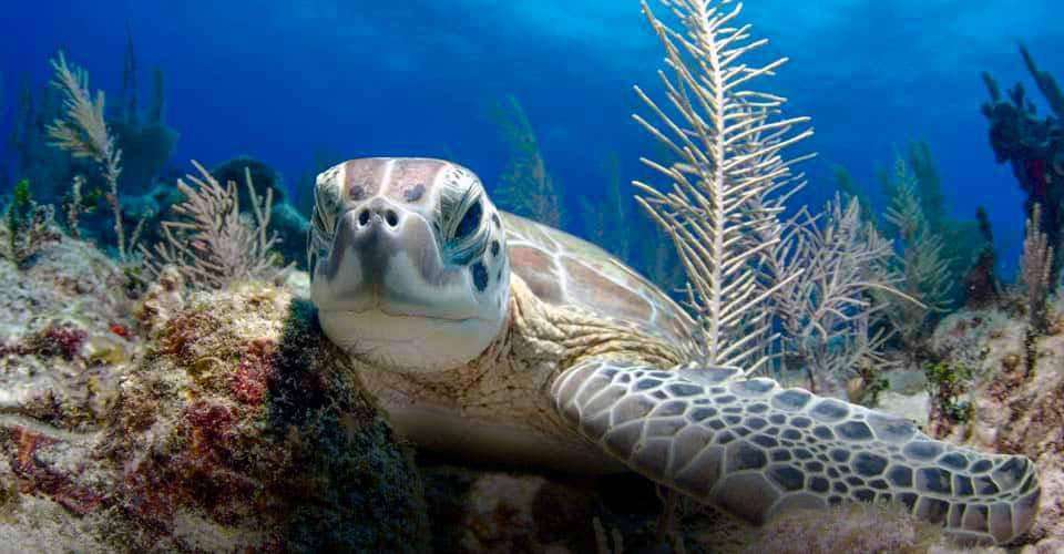 Five Star Scuba Wailea-基黑必去景点