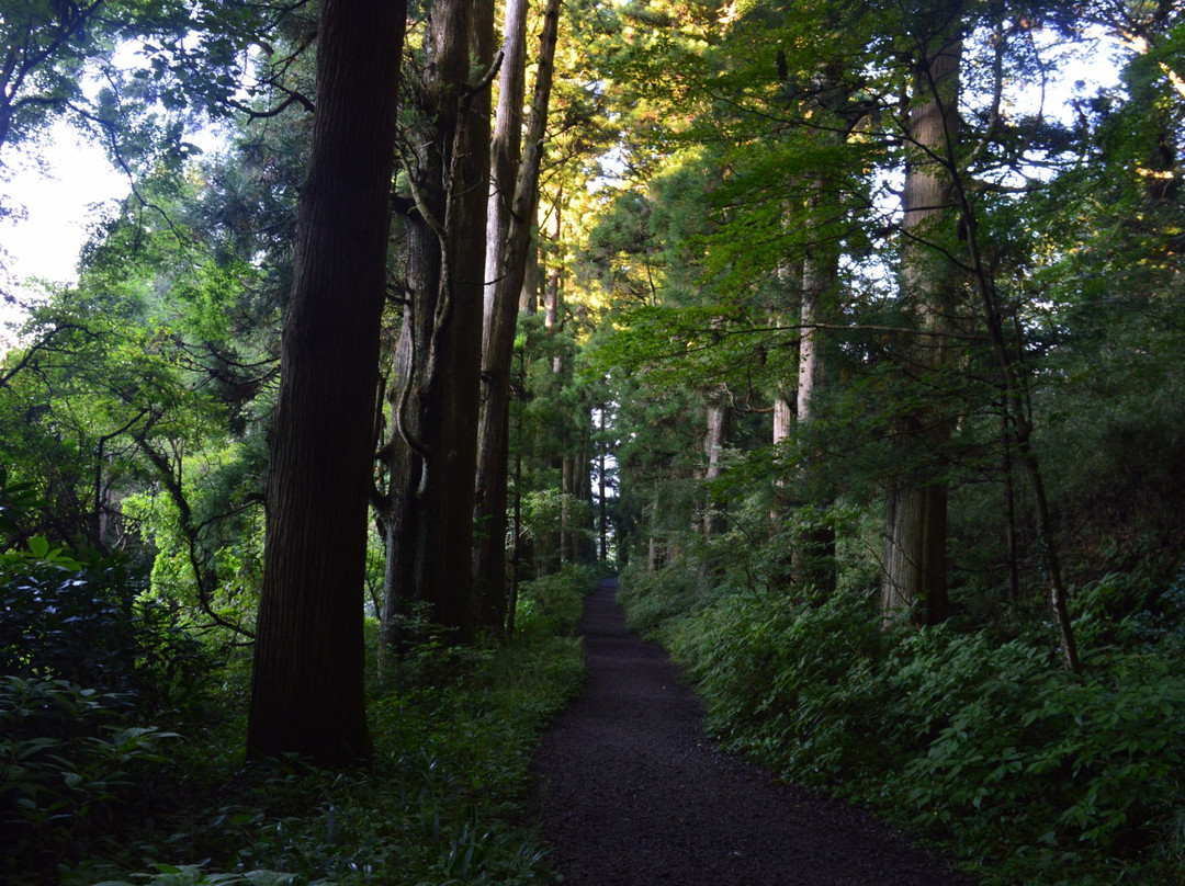Cedar Trees of Hakone Old Road-箱根町必去景点