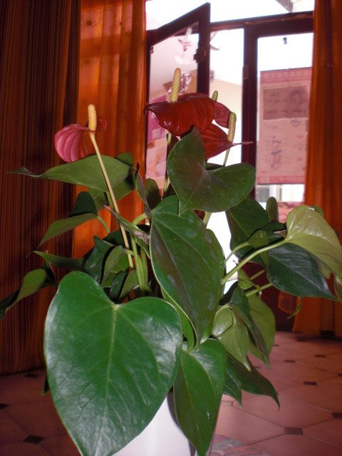 Lotus Bien Etre景点图片