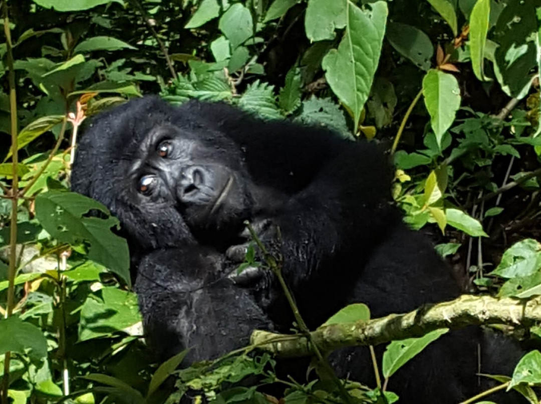 Gorilla Bookings景点图片