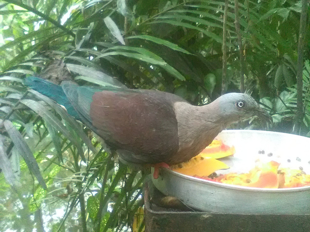 Rainforest Habitat-Lae必去景点