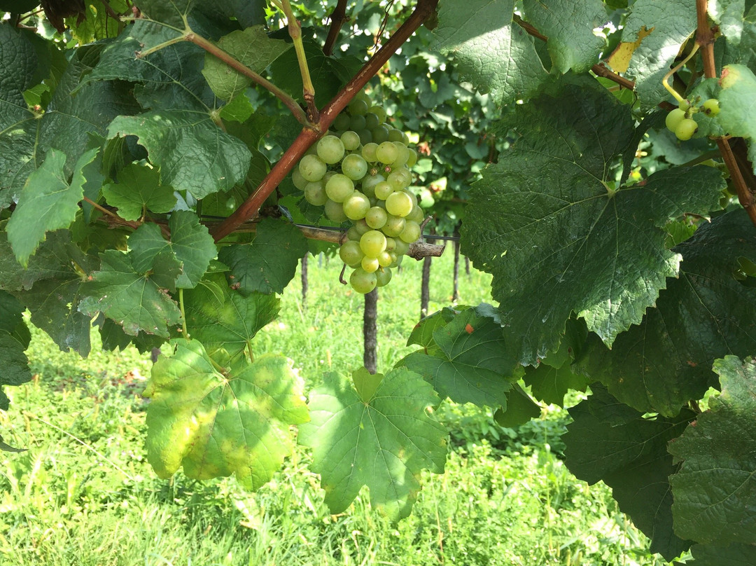 Weingut Jägle-Kenzingen必去景点