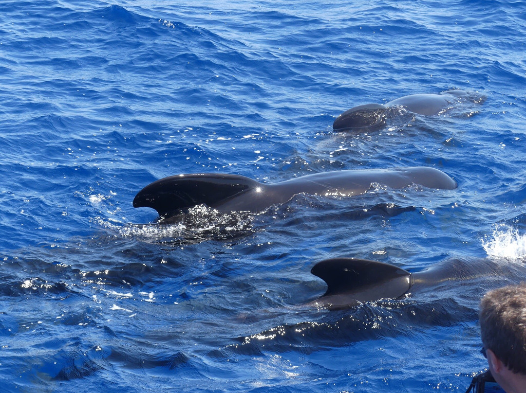 Santuario dei Cetacei-Andora必去景点