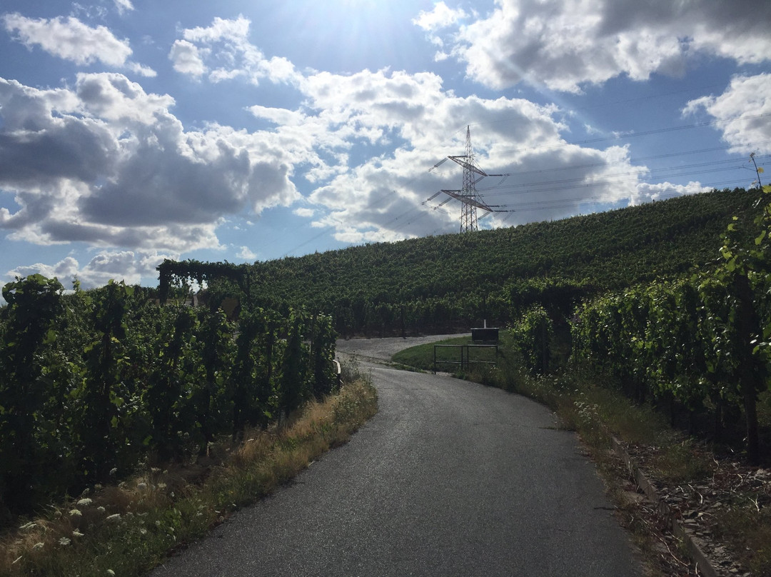 Weinlehrpfad - The educational Wine Path景点图片
