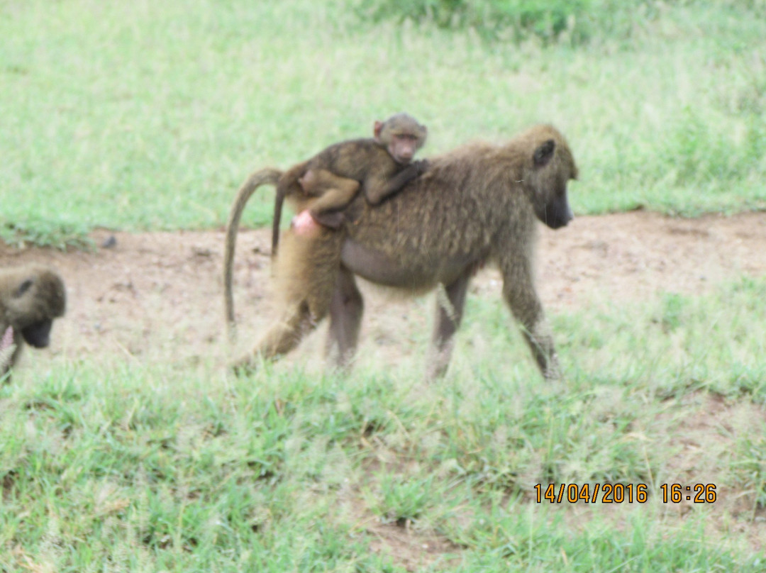 Africa Safari Agency-阿鲁沙国家公园必去景点