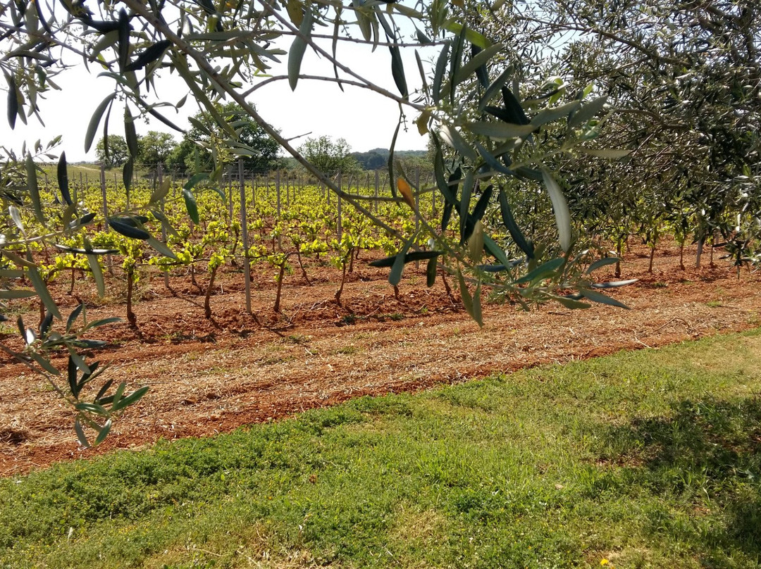 Domaine de Nizas景点图片