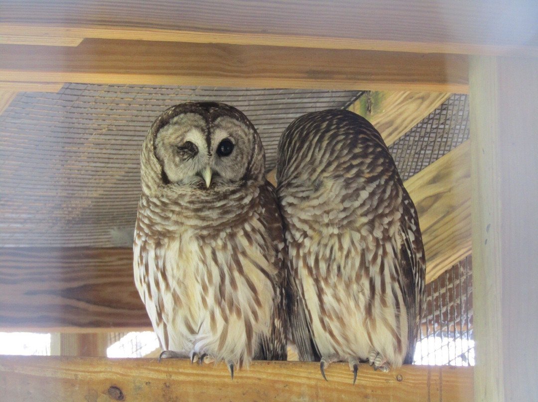 TreeHouse Wildlife Center-Dow必去景点