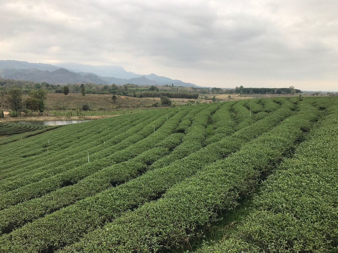 Tea Plantations-美斯乐必去景点
