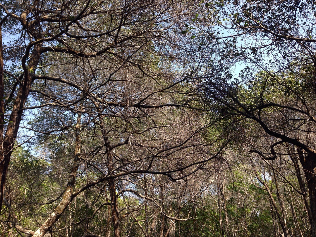 Karimunjawa Mangrove Forest景点图片