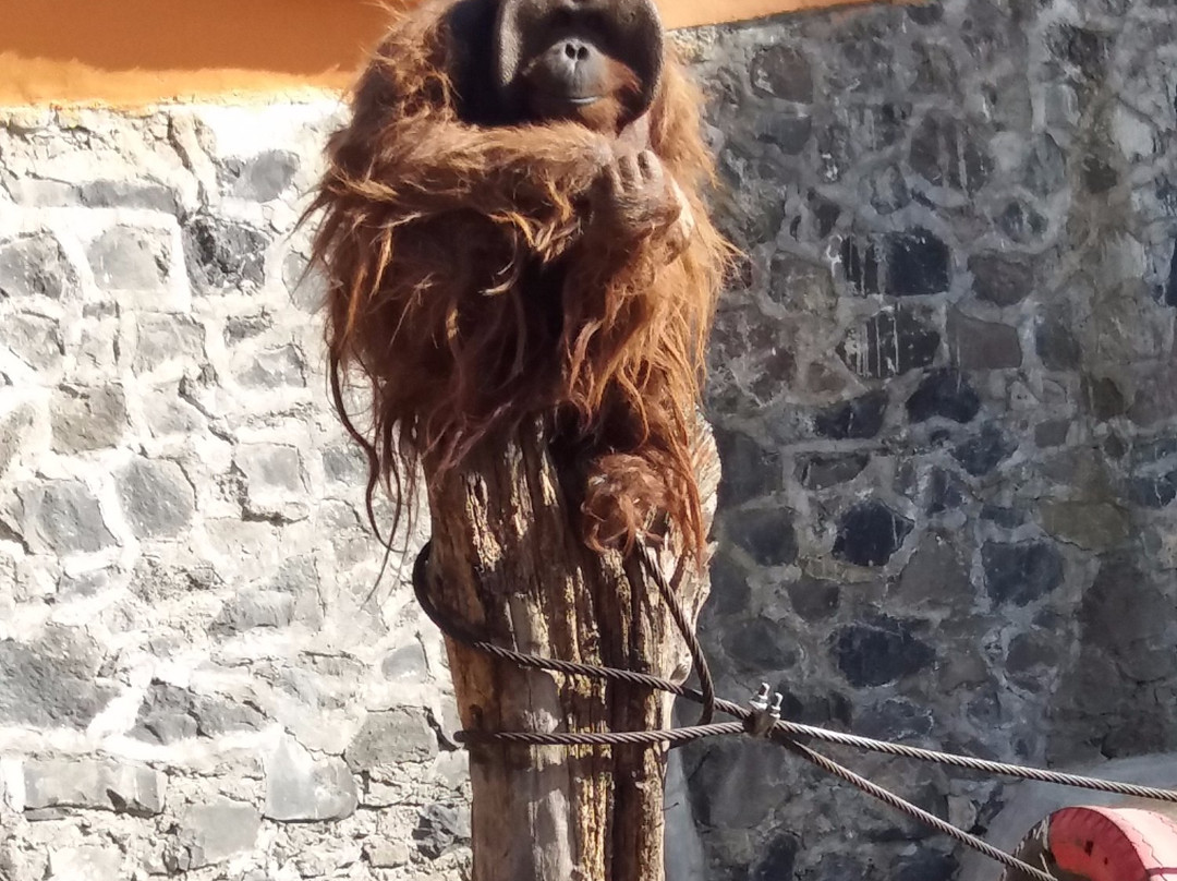 Zoologico Zacango-墨西哥城必去景点