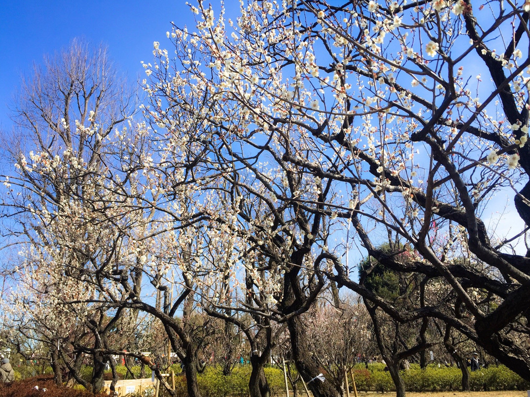 Hanegi Park景点图片